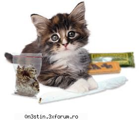 hace you heard cat weed?