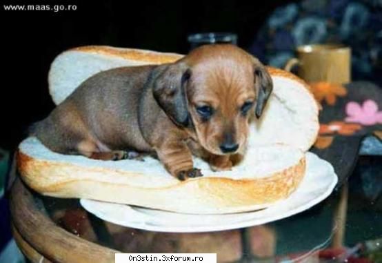 have you ever eaten an hot dog? am